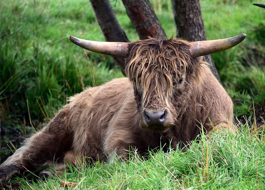 brown, buffalo, lying, grass, beef, highland beef, galloway, bull, boy, housing