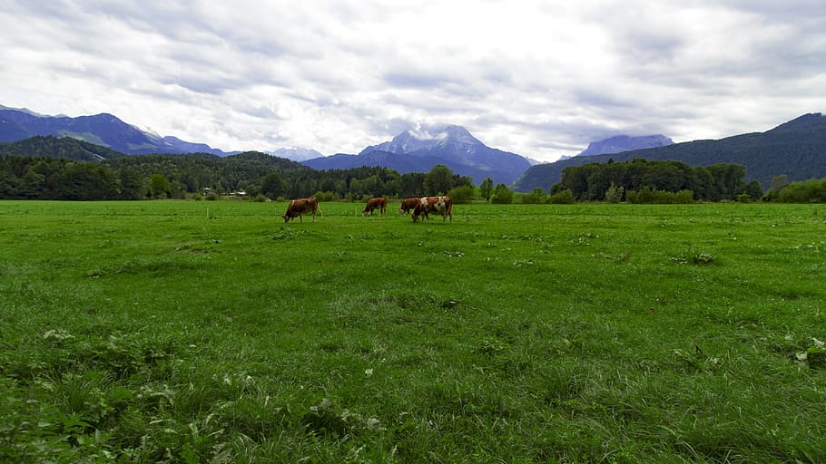 Baviera, Bishop Meadows, Watzmann view, paisaje, pradera, montañas, verano, Mamíferos, animales domésticos, ganado