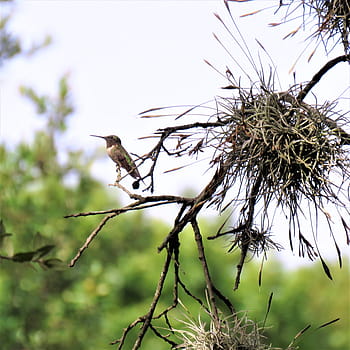 Royalty-free spanish moss photos free download