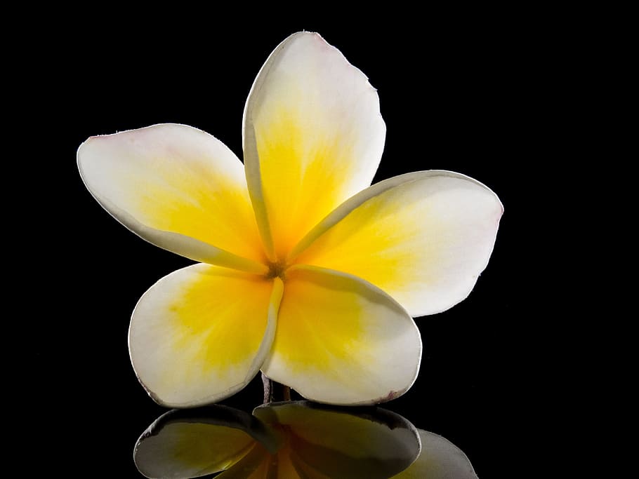selective, focus photography, white, yellow, plumeria flower, blossom, bloom, flower, frangipani, plumeria