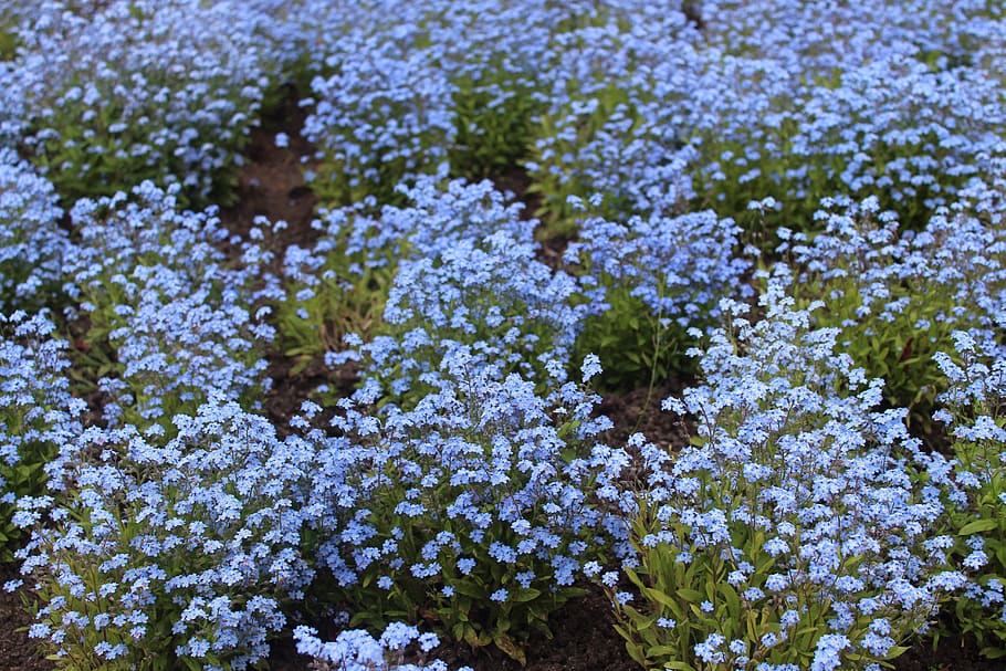 flower bed, forget me not, blue forget me not, sea of flowers, forget, spring, bloom, flowers, blue, blue blossom