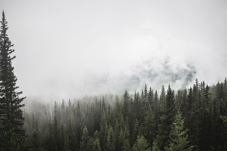 conifers, white, clouds, forest, mountain, trees, pine, fog, sky, green white