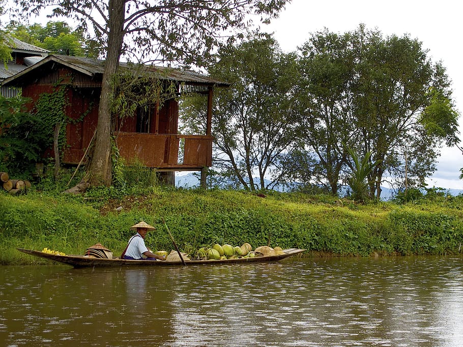 canoe, burma, lake, inle, water, tree, plant, real people, one person, nature