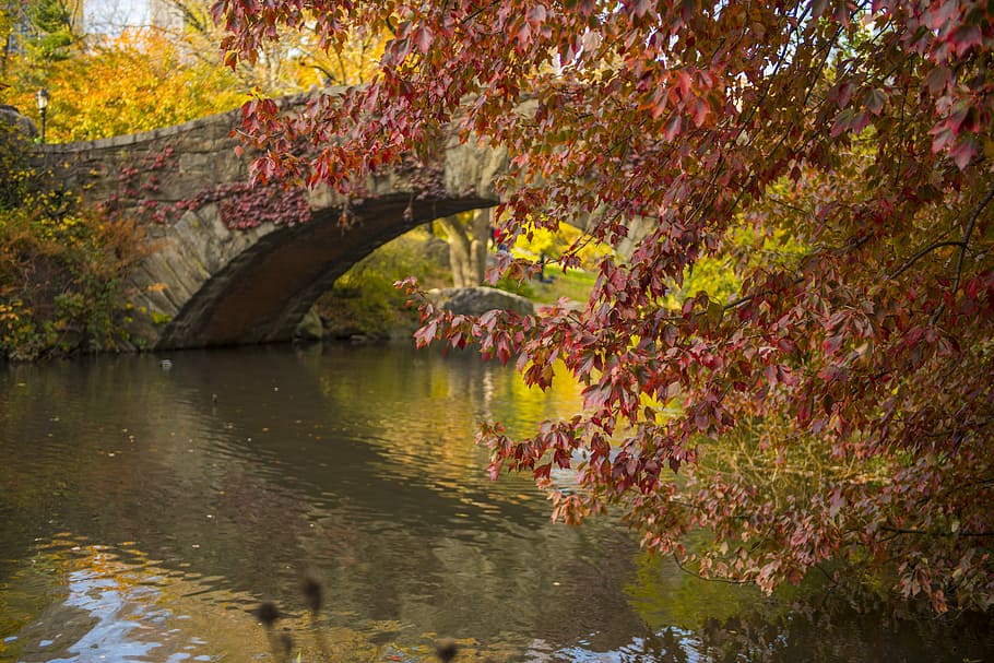 Bridge, Nyc, River, Scenic, Central Park, autumn, leaf, reflection, water, tree