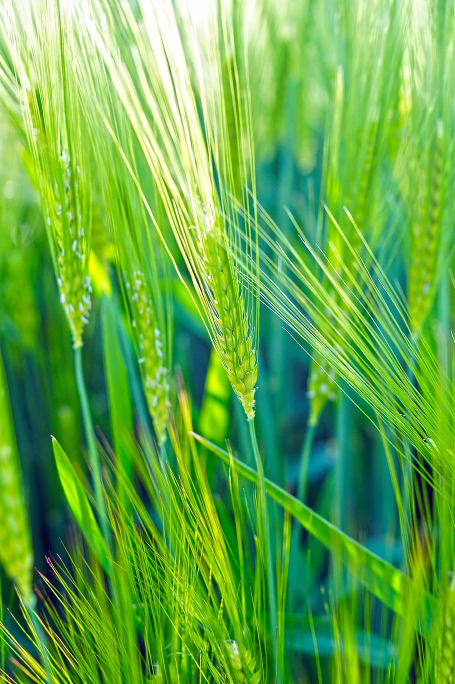 Wheat, Green, Field, Cereals, Epi, green, field, wheat fields, spring, nature, landscape