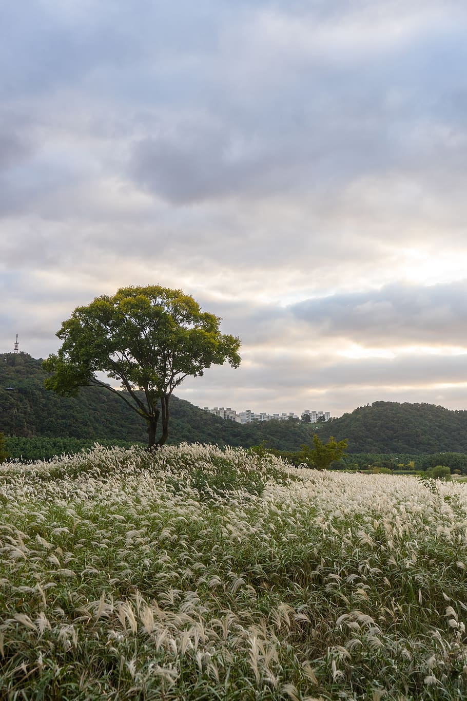 Tree Park Silver Grass Hill Nature Sky Fall Autumn Plant Cloud Sky Pxfuel