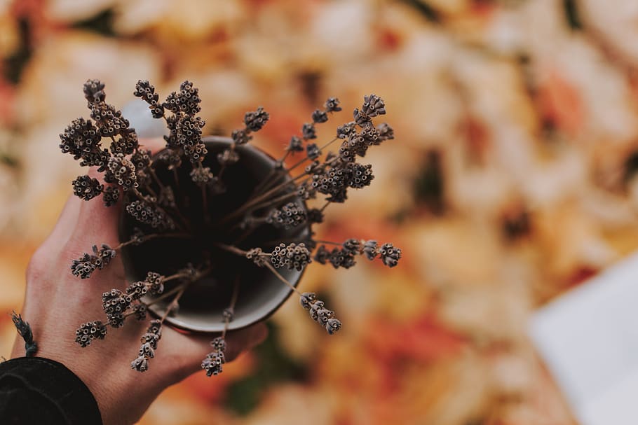 autumn, leaves, book, cup, dried lavender, lavender, human hand, one person, hand, human body part