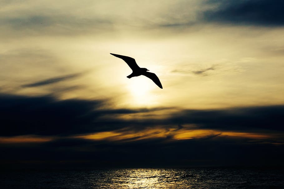 silhouette, gull, flying, seabird, bird, nature, animal, seagull, flight, wings