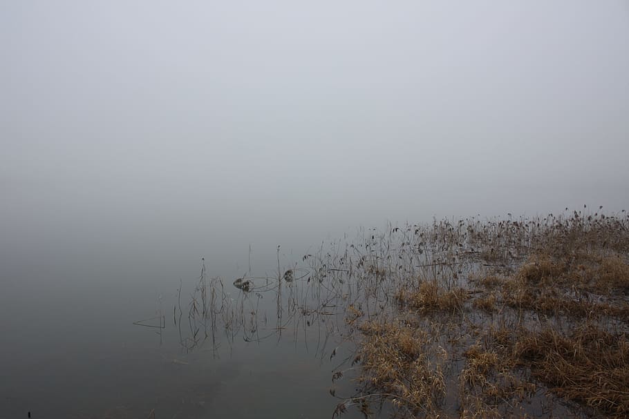 winter, water, fog, lake, nature, schielf, bank, grey, grey sky, sad