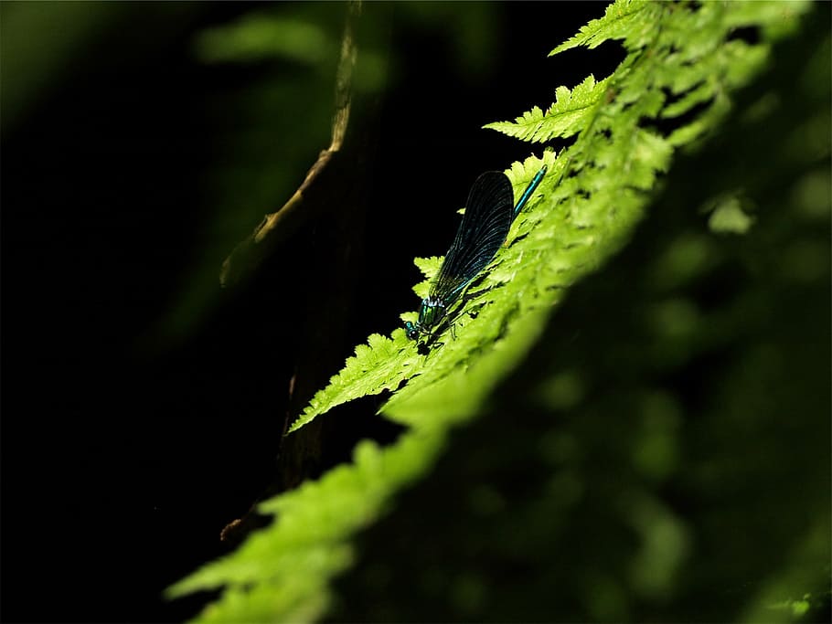 selective-focus photography, blue, damselfly, green, fern plant, selective, focus, photography, dragonfly, leaf