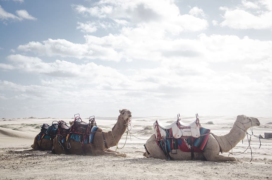 camel, animal, desert, nature, landscape, clouds, sky, beach, land, sand