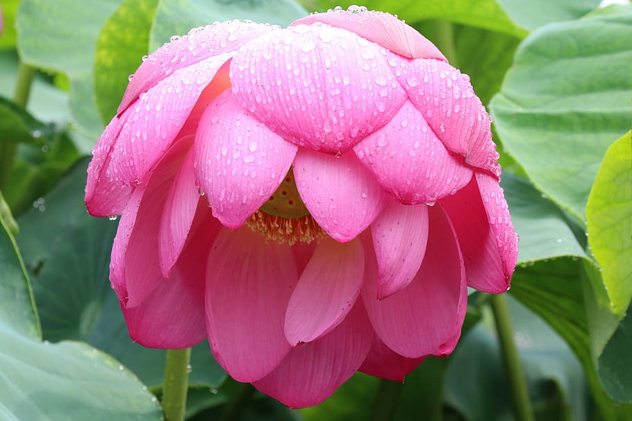 rosa, loto, gotas de rocío, gwangokji, verano, flor rosa, un día lluvioso, obtener flores, la lluvia es una gran flor, bajo la lluvia flor mojada