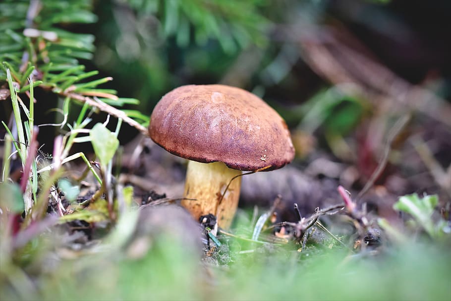 cep, mushroom, herrenpilz, brown cap, noble rot, forest mushroom, collect, food mushrooms, forest, tube mushroom