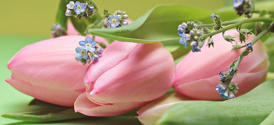 pink, tulips, green, leaves, flowers, forget me not, bloom, spring, nature, spring flowers