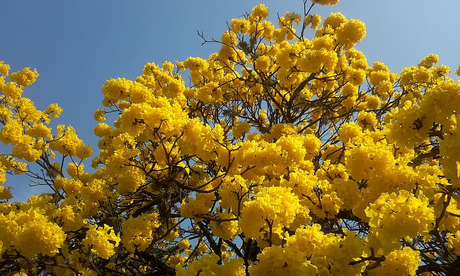 Florido, Lapacho, Yellow, Spring, arbol florido, lapacho yellow, spring, flowers, yellow, flower, plant