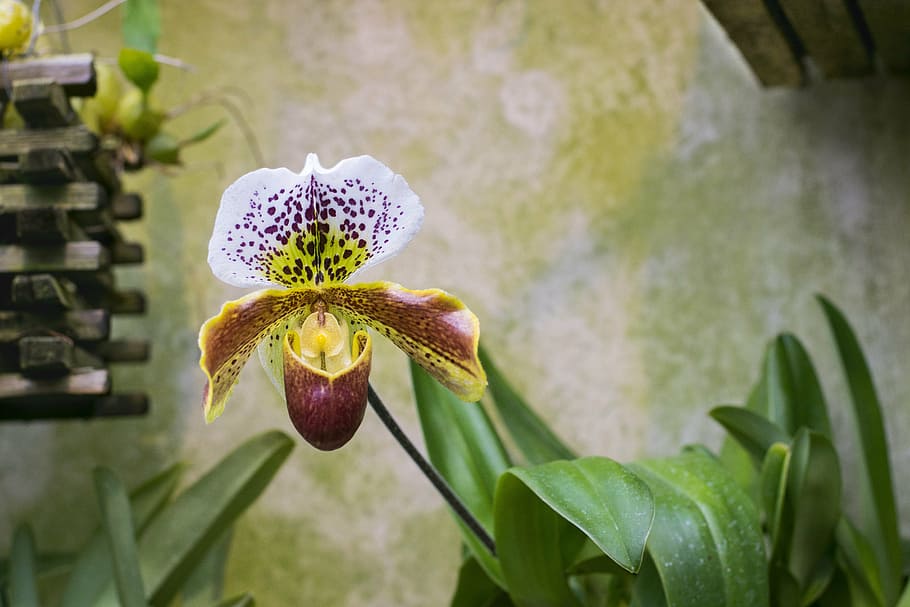 fotografía macro, lady slipper flower, orquídea, floral, naturaleza, florecer, tropical, planta, botánica, verde