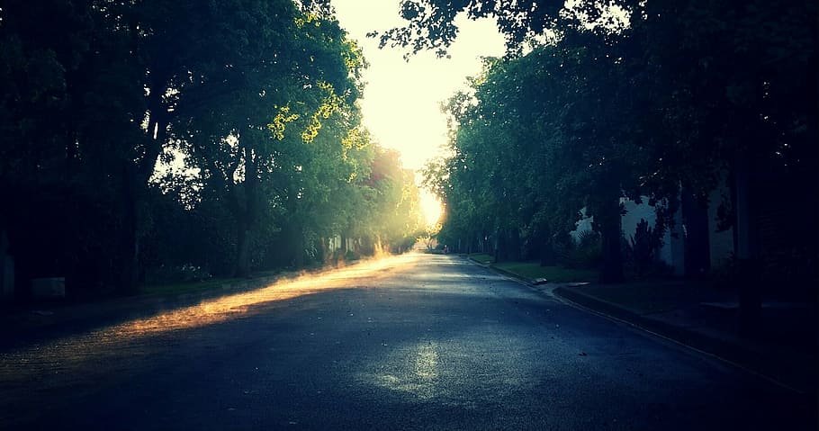 jalan aspal, matahari terbit, pohon, pagi, jalan, jalan ke depan, tidak ada orang, alam, di luar rumah, ketenangan