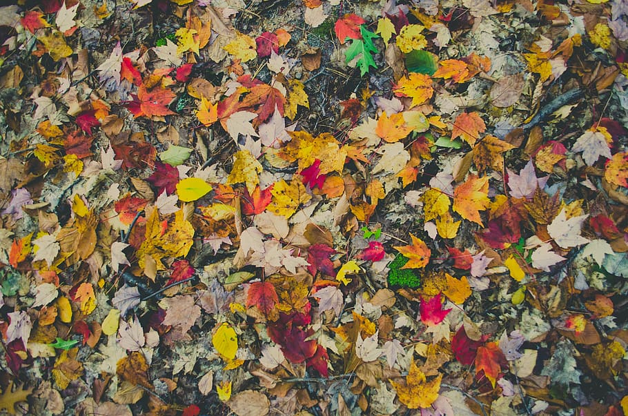 warna-warni, daun, musim gugur, perubahan, bagian tanaman, bingkai penuh, latar belakang, Daun-daun, kuning, tidak ada orang