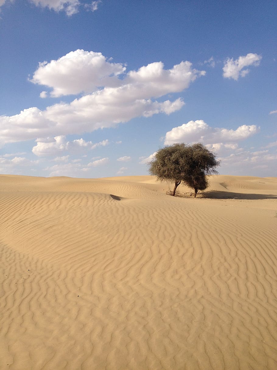 砂漠, インド, 自然, とげのある, 乾燥, サンザシ, 空, 背景, 青, 雲