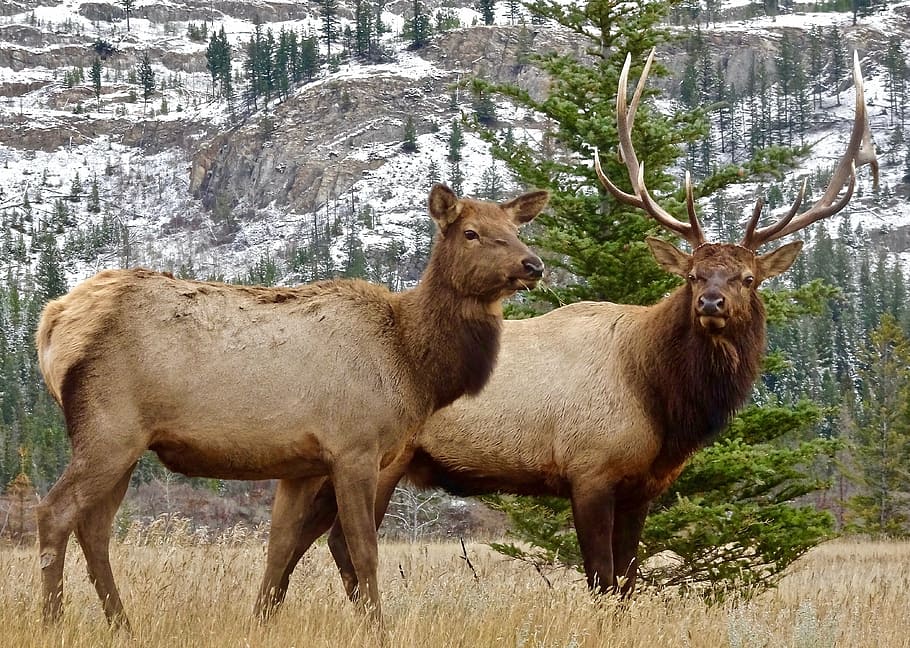 two, brown, four-leg animals, elk, antler, female, male, wilderness, wildlife, mate