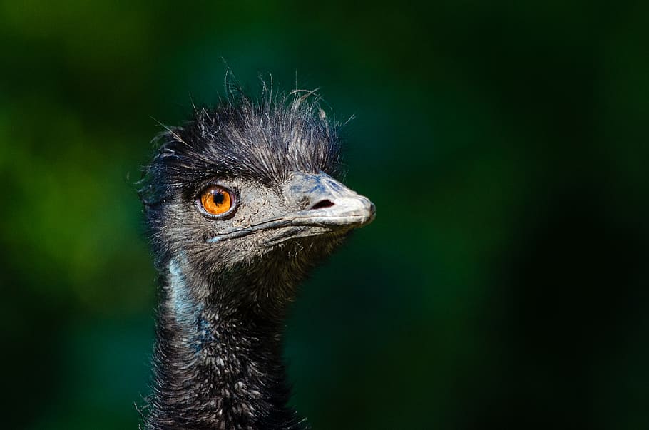 Emu, selective, focus, photography, bird, one animal, animal wildlife, animal, animal themes, animals in the wild