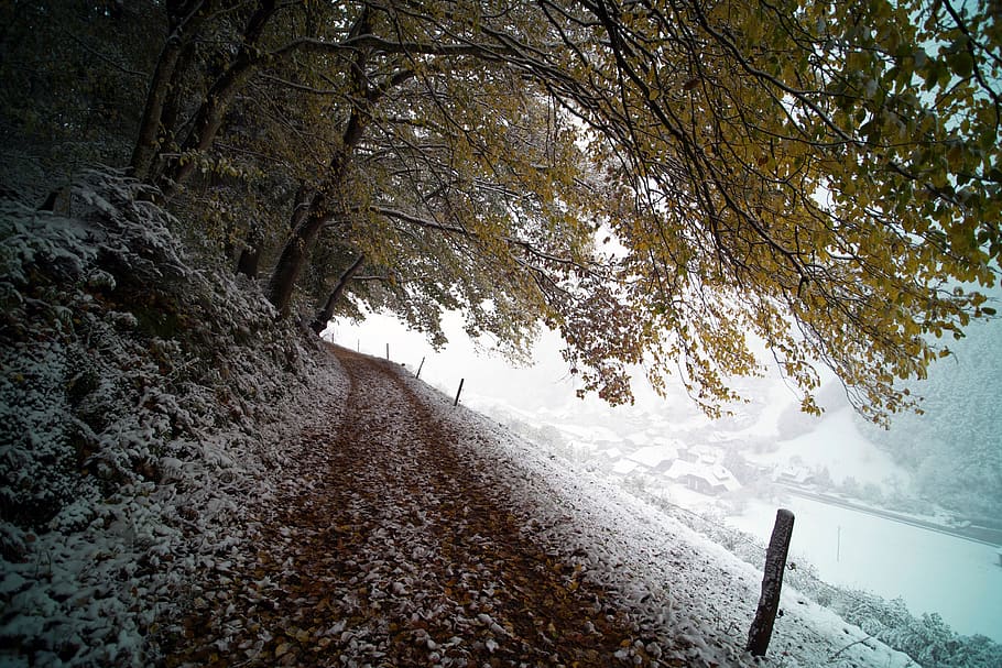 trees, landscape, snow, winter, cold, leaves, ice, clouds, fence, road