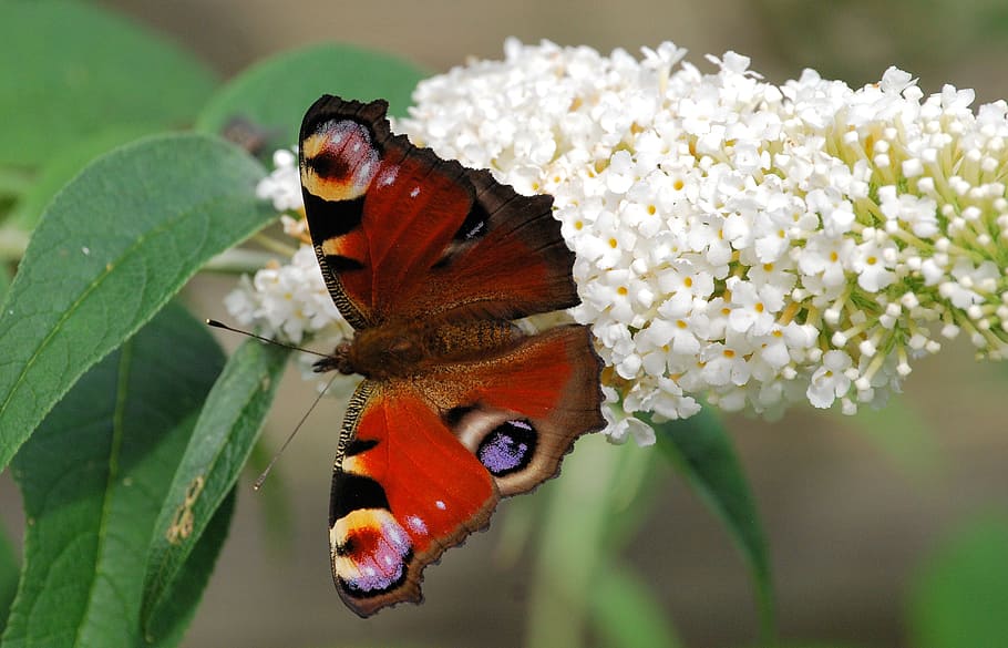close-up photography, red, black, butterfly, getting, nectar, white, flowers, peacock butterfly, wings