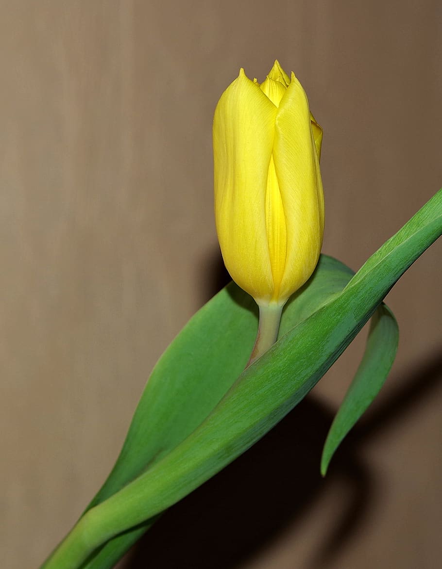 flor, tulipán, amarillo, verde, primavera, naturaleza, planta, pascua, ramo, frescura