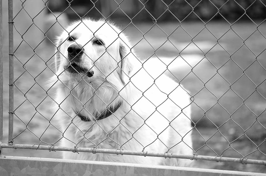 slovak čuvač, white dog, the threat of, barking, babysitting, cute, beyond the gate, black and white, white, b w photography