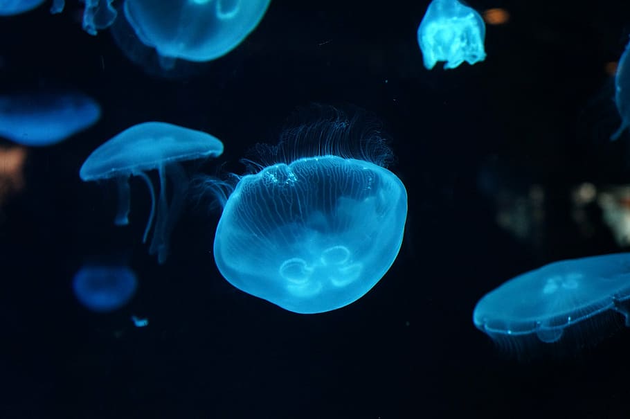 photo of jellyfish, jellyfish, aquarium, sea, underwater, animal, nature, wildlife, blue, tentacle