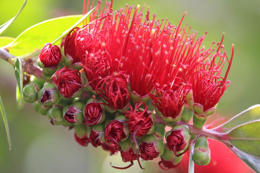 callistemon, bottlebrush, planta nativa de australia, flor, rojo, arbusto, naturaleza, planta, bloom, australia