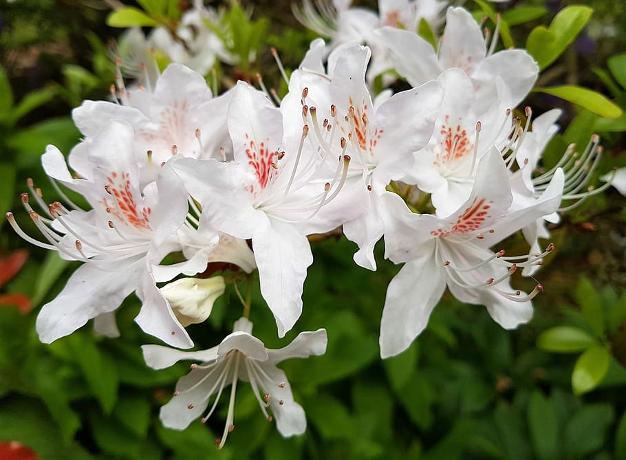 azalea, flower, bloom, nature, flora, flowering plant, plant, fragility, beauty in nature, growth