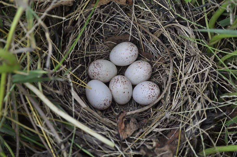 eggs, nest, bird, spring, nature, animal, egg, animal egg, animal nest, new life