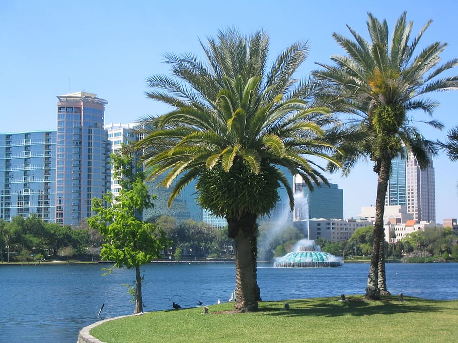 two, green, palm trees, bay, orlando, florida, usa, skyscraper, architecture, cityscape