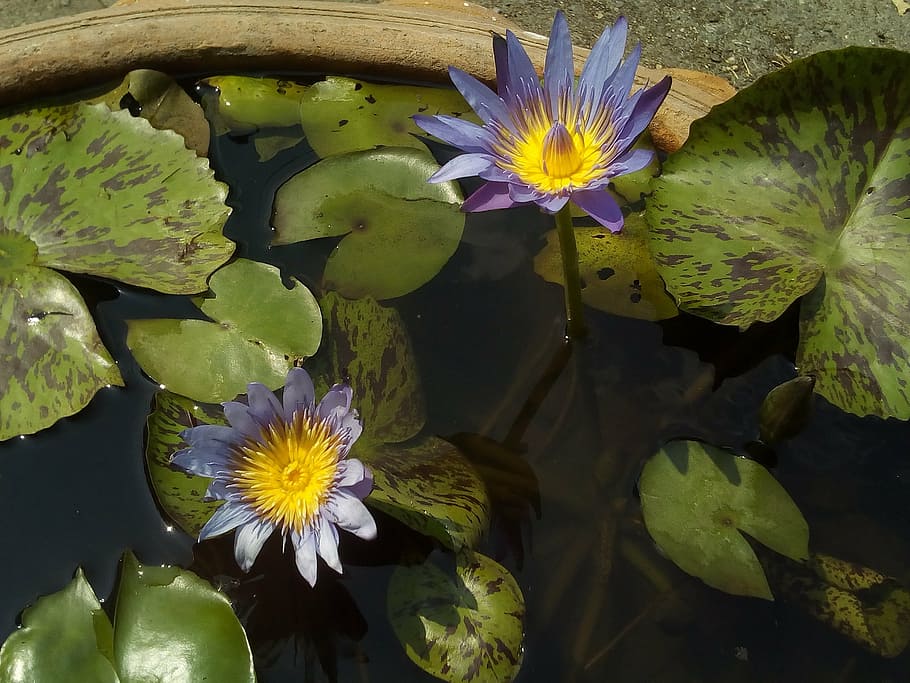 lotus, lotus leaf, nature, lotus basin, water plants, bua ban, flowers, purple lotus, water, flower
