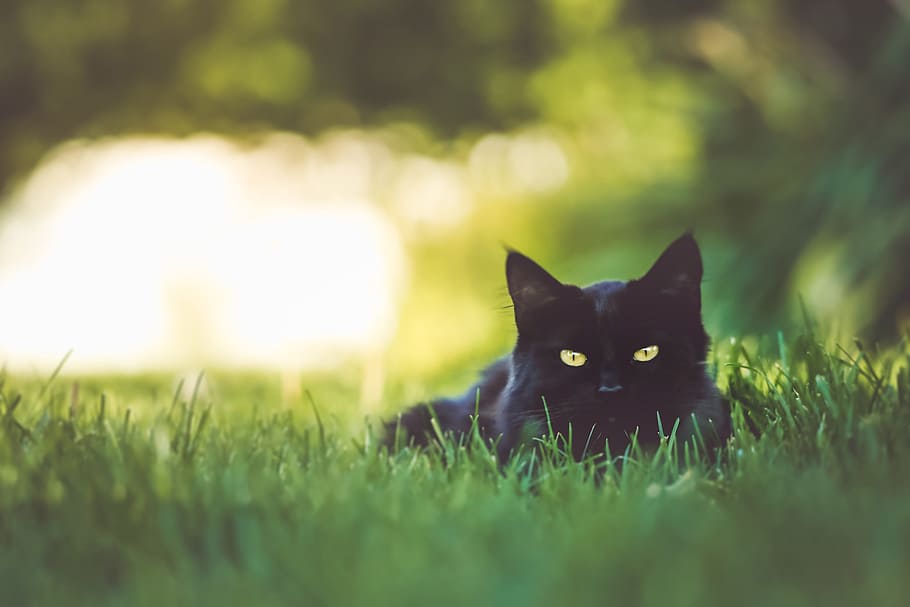 duduk, rumput taman, kucing hitam, di taman, rumput, alam, hewan, kucing, hewan peliharaan, kucing domestik