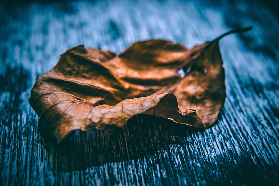 leaf, fall, autumn, blue, wood, blur, close-up, wood - material, plant part, dry