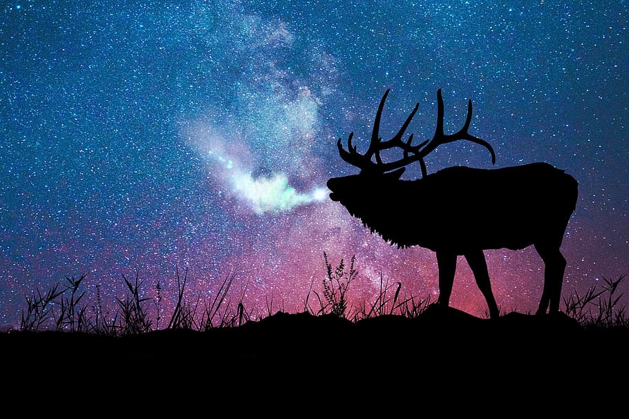 silhouette, deer wallpaper, art, visual art, color, creative, colorful, creativity, elk, night sky