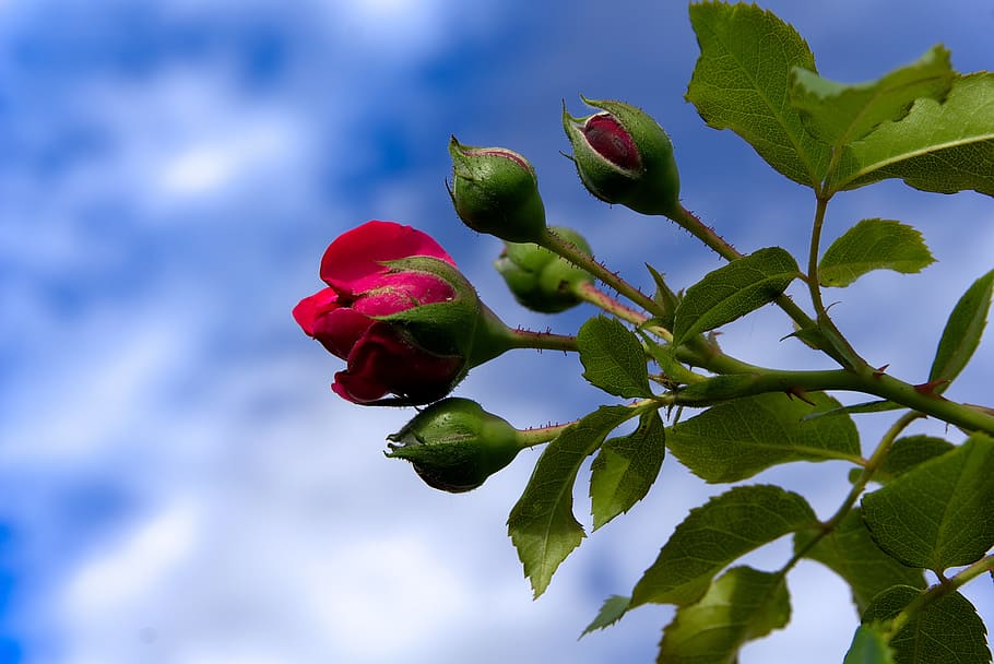Rose, Bud, Blossom, Bloom, Macro, Nature, rose, bud, sky, blue, clouds