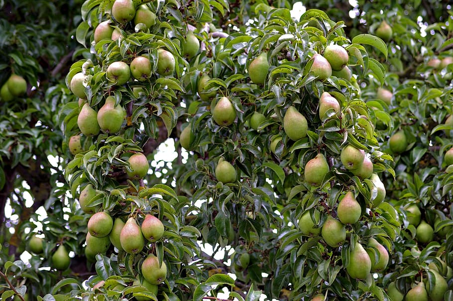 pears, pear, harvest, pome fruit, fruit, autumn, red, fruits, ripe, nature