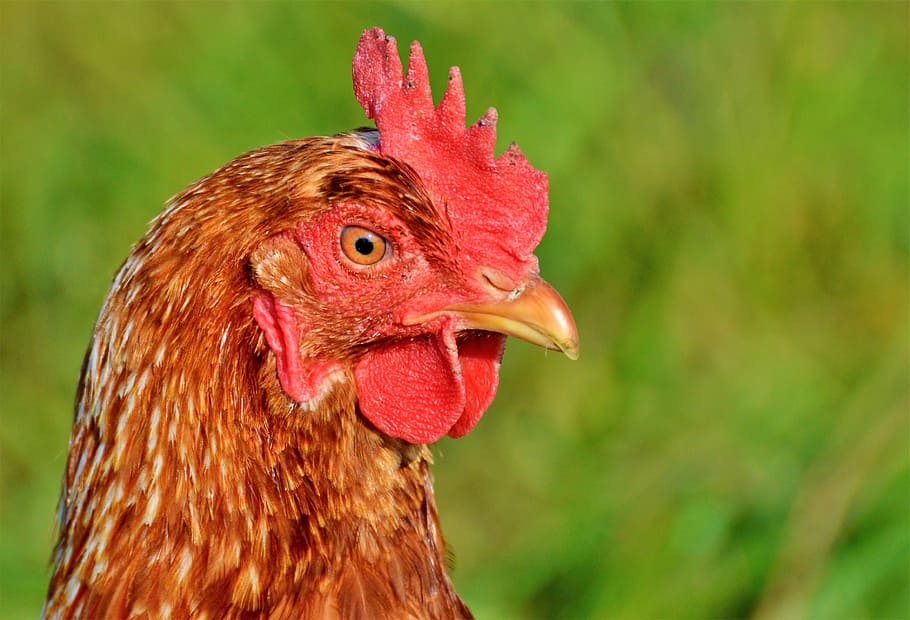 pollo marrón, pollo, gallina, aves de corral, gama, ganado, granja, ave, pollos, animal