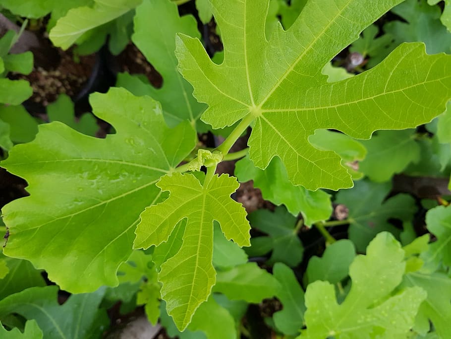fig leaf, fig leaf shape, win even after, plant part, leaf, green color, growth, close-up, nature, plant