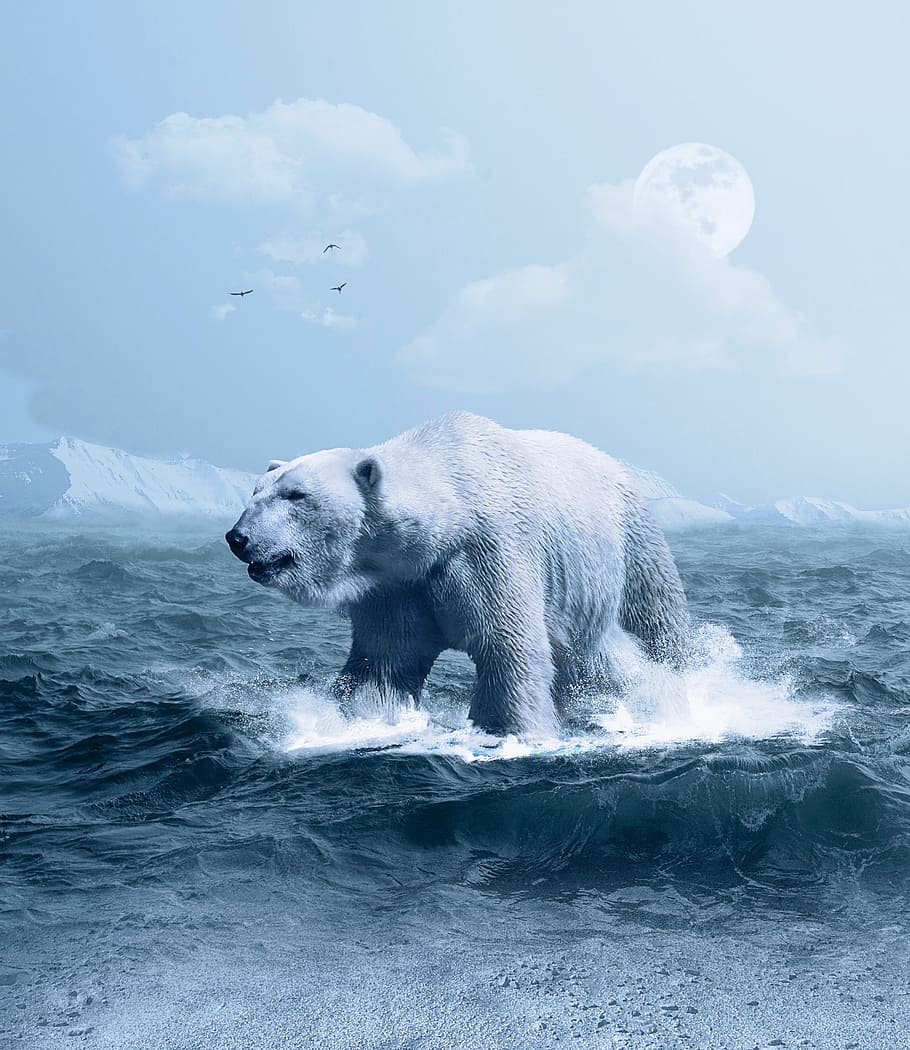 Арктический, Хищник, Лед, снег, воды, природа, Синий, Опасный, плавать, Млекопитающее
