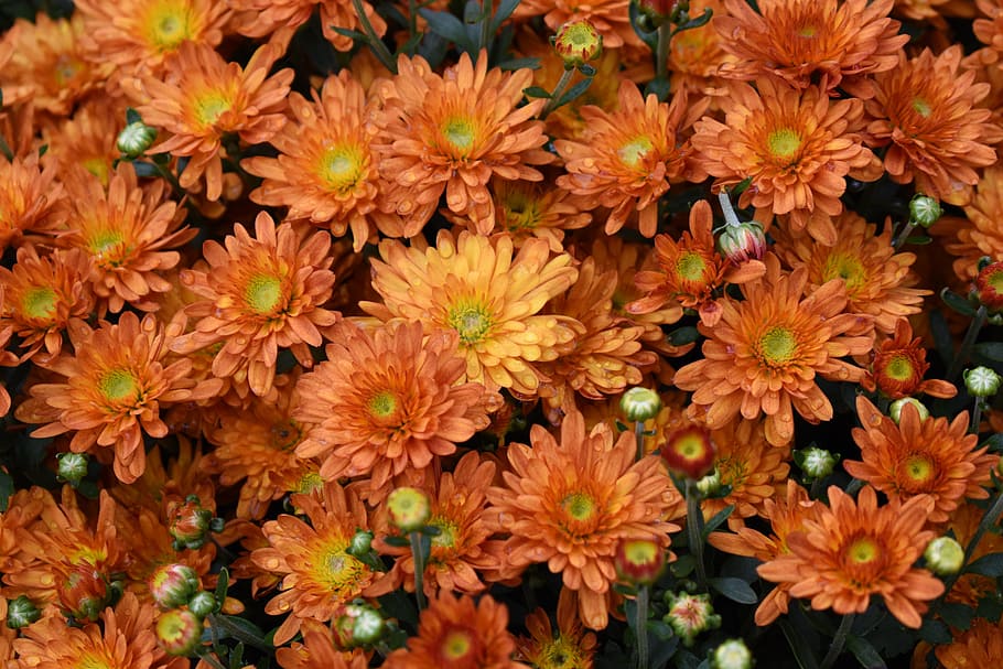 orange daisy flowers, mums, flowers, orange, fall, autumn, flower, freshness, fragility, full frame