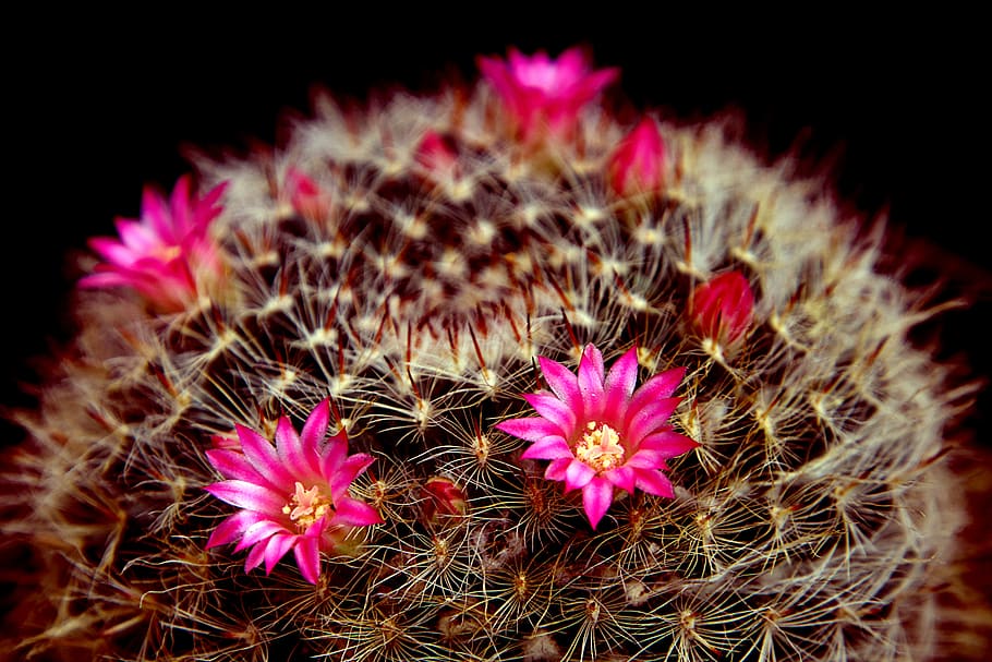 cactus flower, cactus, spiky, many flowers, flowers bloom, pistil, petals, purple flowers, beauty, seductive