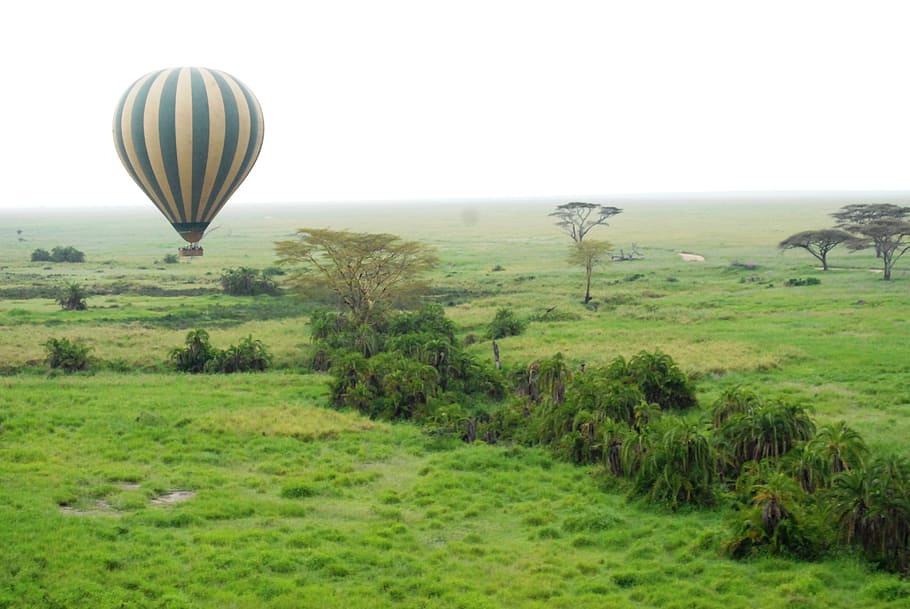 green, white, striped, hot, air balloon, balloon, serengeti, tanzania, africa, landscape