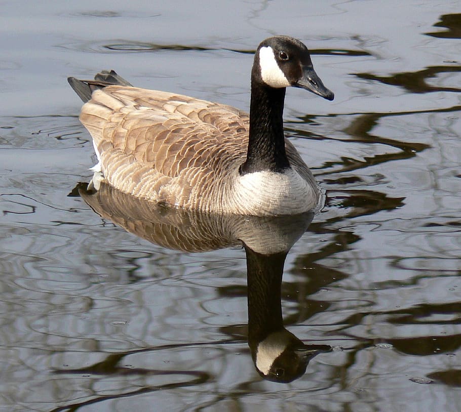 canada goose, swimming, bird, waterfowl, canadian, wildlife, water, outdoors, floating, animal themes