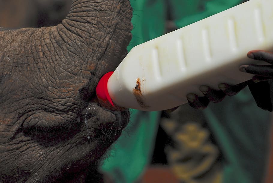 elephants, bottle feeding, nairobi, kenya, africa, elephant, baby, milk, bottle, ranger