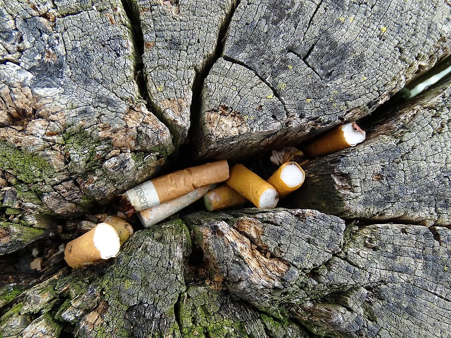 cigarettes, disposal, tree trunk, cracks, cracked, old, disposed of, pollution, ashtray, smoking