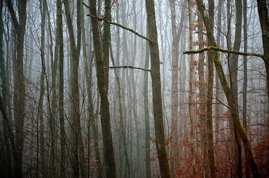 forest, fog, nature, landscape, trees, magic, winter, mystical, dark, mysterious